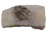 Detailed Zlichovaspis Trilobite - Lghaft, Morocco #347759-4